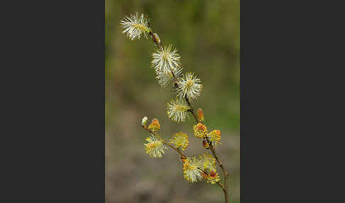 Ohr-Weide (Salix aurita)