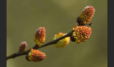 Ohr-Weide (Salix aurita)