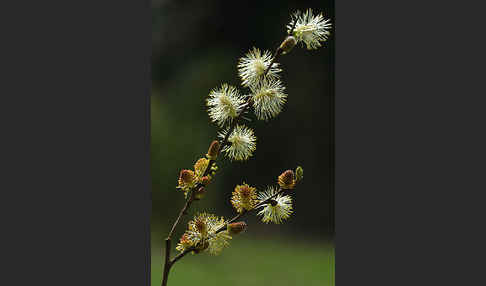 Ohr-Weide (Salix aurita)