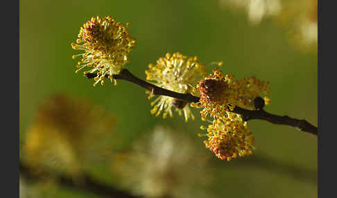 Ohr-Weide (Salix aurita)