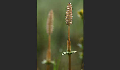 Wald-Schachtelhalm (Equisetum sylvaticum)