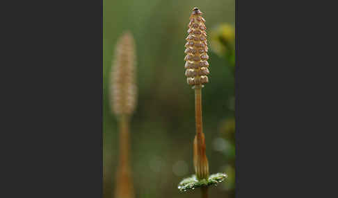 Wald-Schachtelhalm (Equisetum sylvaticum)