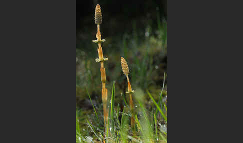 Wald-Schachtelhalm (Equisetum sylvaticum)