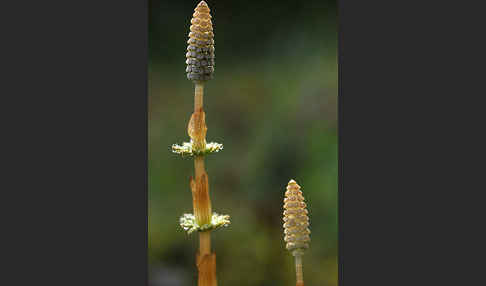 Wald-Schachtelhalm (Equisetum sylvaticum)