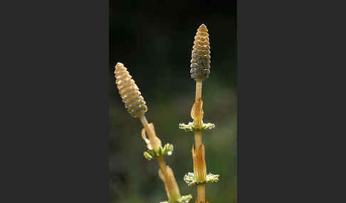 Wald-Schachtelhalm (Equisetum sylvaticum)