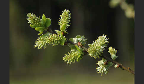 Grau-Weide (Salix cinerea)