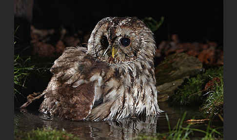 Waldkauz (Strix aluco)