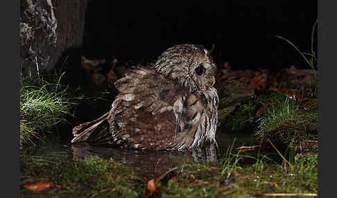 Waldkauz (Strix aluco)