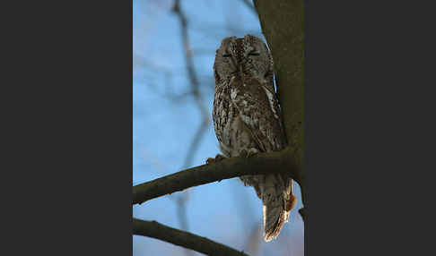 Waldkauz (Strix aluco)