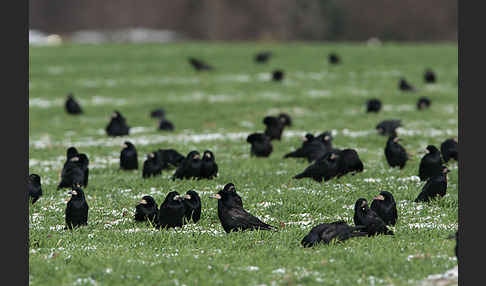 Saatkrähe (Corvus frugilegus)