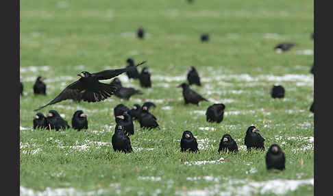 Saatkrähe (Corvus frugilegus)