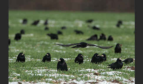 Saatkrähe (Corvus frugilegus)