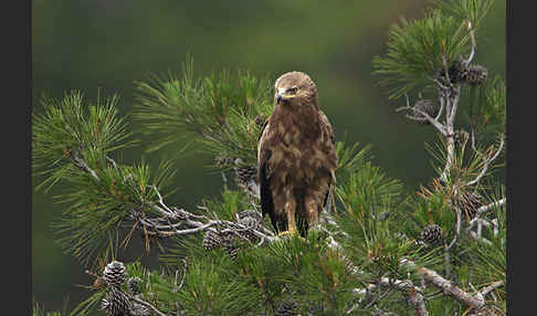 Schreiadler (Aquila pomarina)