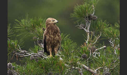 Schreiadler (Aquila pomarina)