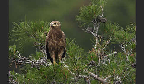 Schreiadler (Aquila pomarina)