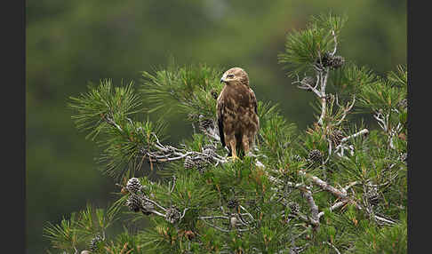 Schreiadler (Aquila pomarina)