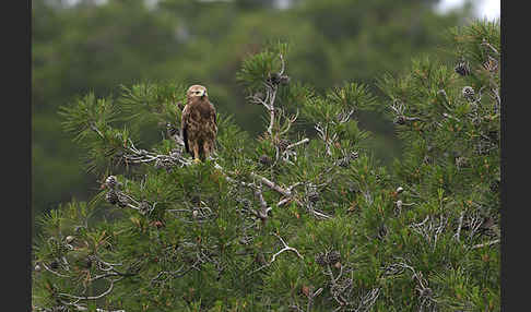 Schreiadler (Aquila pomarina)