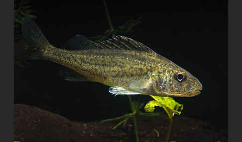Kaulbarsch (Gymnocephalus cernuus)