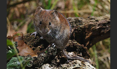 Rötelmaus (Clethrionomys glareolus)