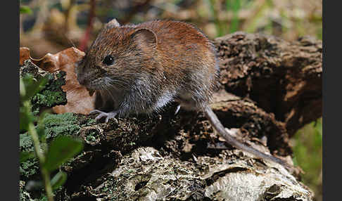 Rötelmaus (Clethrionomys glareolus)