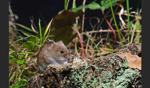 Rötelmaus (Clethrionomys glareolus)