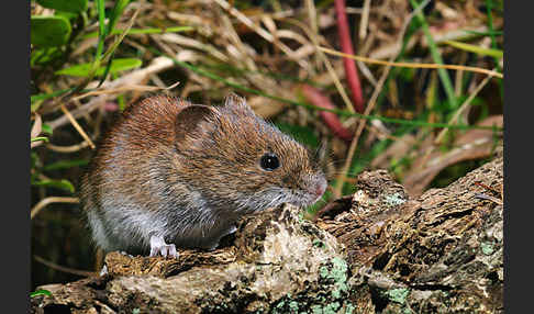 Rötelmaus (Clethrionomys glareolus)