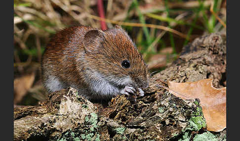 Rötelmaus (Clethrionomys glareolus)