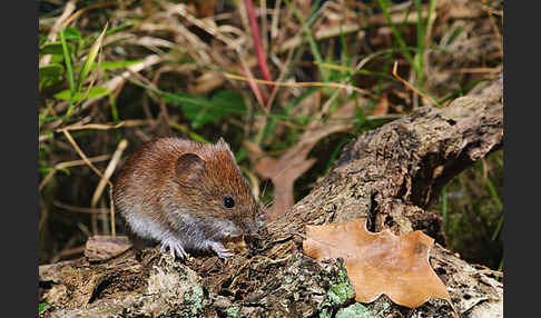 Rötelmaus (Clethrionomys glareolus)