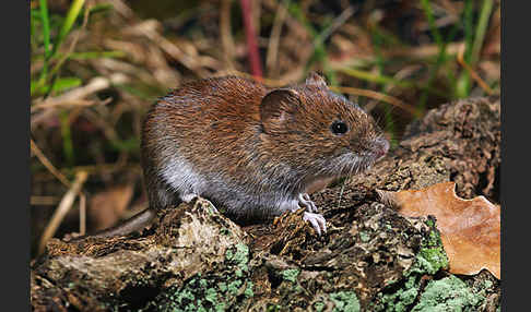 Rötelmaus (Clethrionomys glareolus)