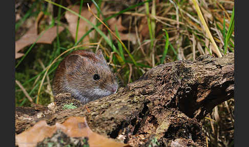 Rötelmaus (Clethrionomys glareolus)