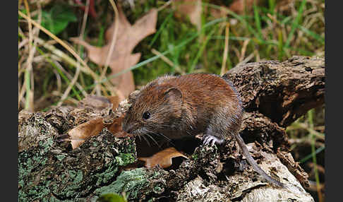 Rötelmaus (Clethrionomys glareolus)