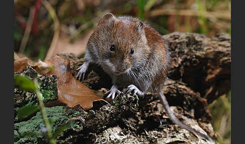 Rötelmaus (Clethrionomys glareolus)