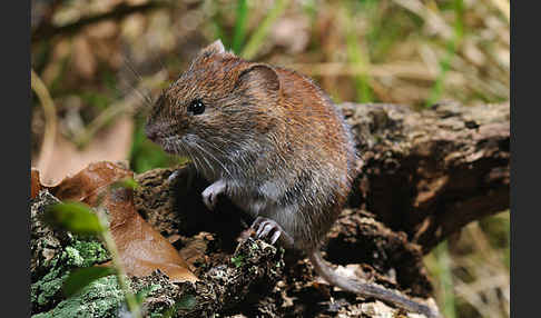 Rötelmaus (Clethrionomys glareolus)