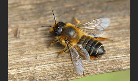 Blattschneiderbiene (Megachile willughbiella)