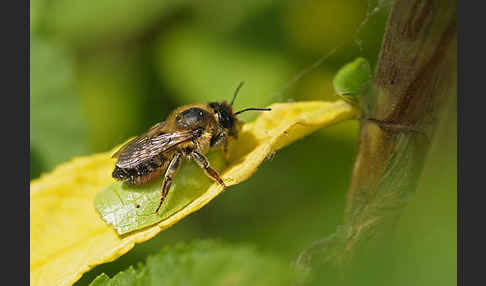 Blattschneiderbiene (Megachile willughbiella)