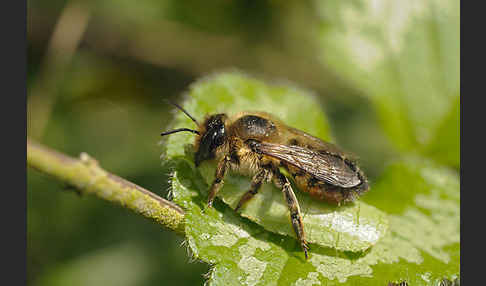 Blattschneiderbiene (Megachile willughbiella)