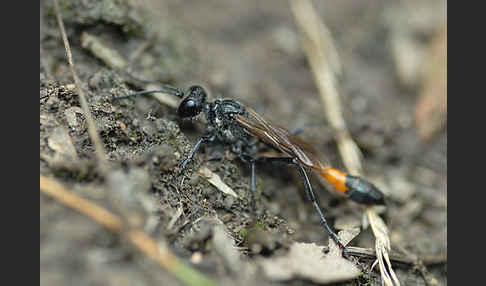 Gemeine Sandwespe (Ammophila sabulosa)