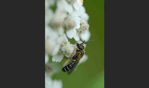 Dickkopf-Furchenbiene (Halictus maculatus)