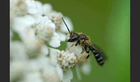 Dickkopf-Furchenbiene (Halictus maculatus)