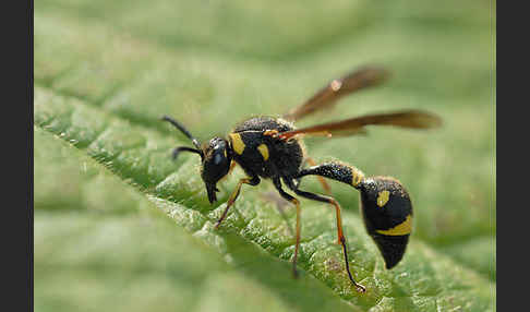 Pillenwespe (Eumenes pedunculatus)