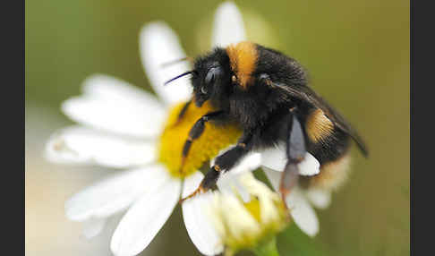 Helle Erdhummel (Bombus lucorum)