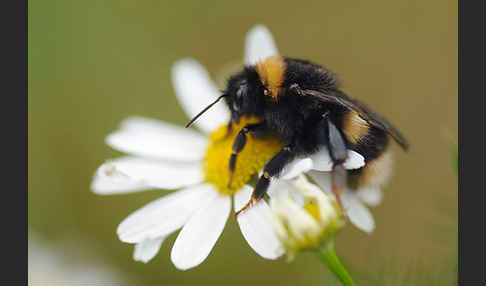 Helle Erdhummel (Bombus lucorum)