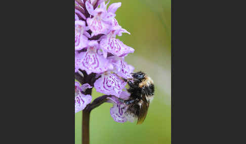 Heidehummel (Bombus jonellus)