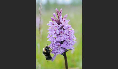 Heidehummel (Bombus jonellus)