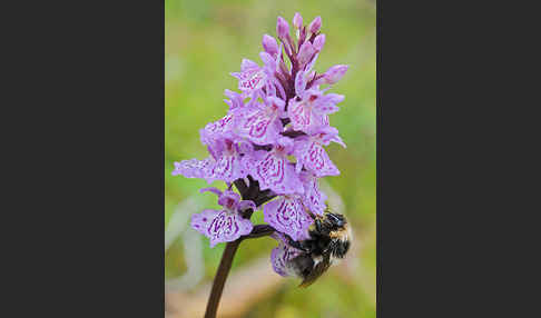 Heidehummel (Bombus jonellus)