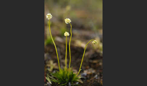 Kleine Simsenlilie (Tofieldia pusilla)