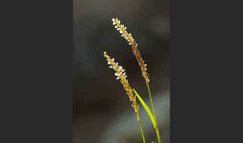 Knöllchen-Knöterich (Polygonum viviparum)