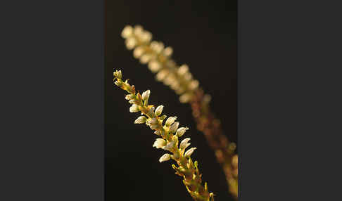 Knöllchen-Knöterich (Polygonum viviparum)