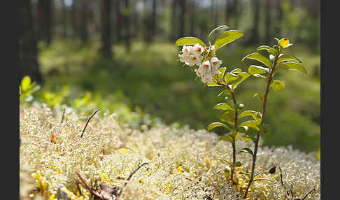 Preiselbeere (Vaccinium vitis-idaea)