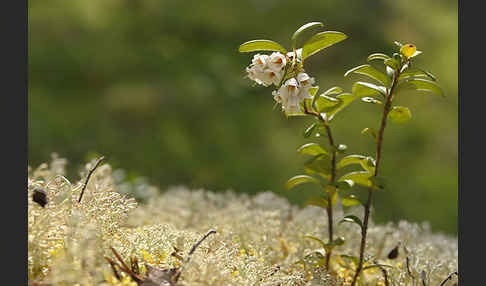 Preiselbeere (Vaccinium vitis-idaea)